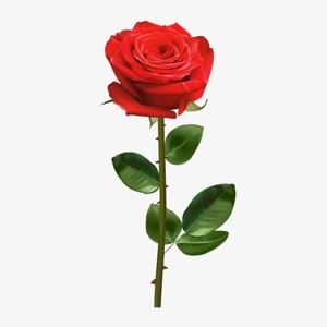 1 красная роза